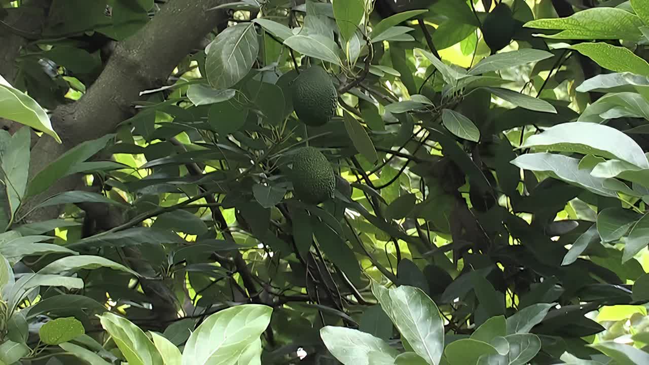 树上有牛油果，放大视频素材