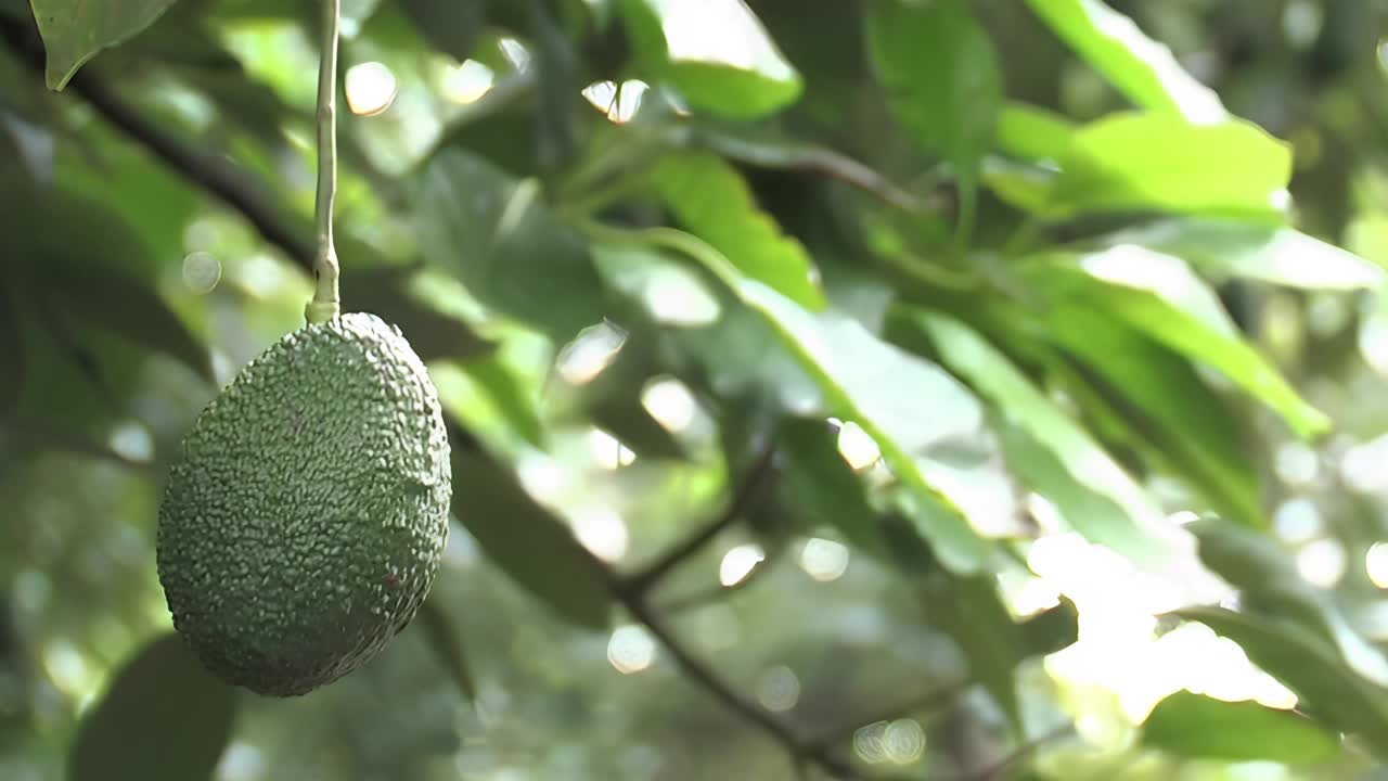 牛油果挂在牛油果树上视频素材