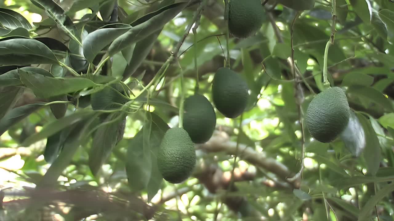 用竿子收割牛油果视频素材