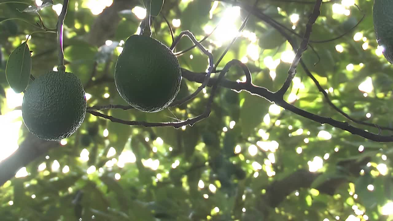 牛油果挂在牛油果树上视频素材