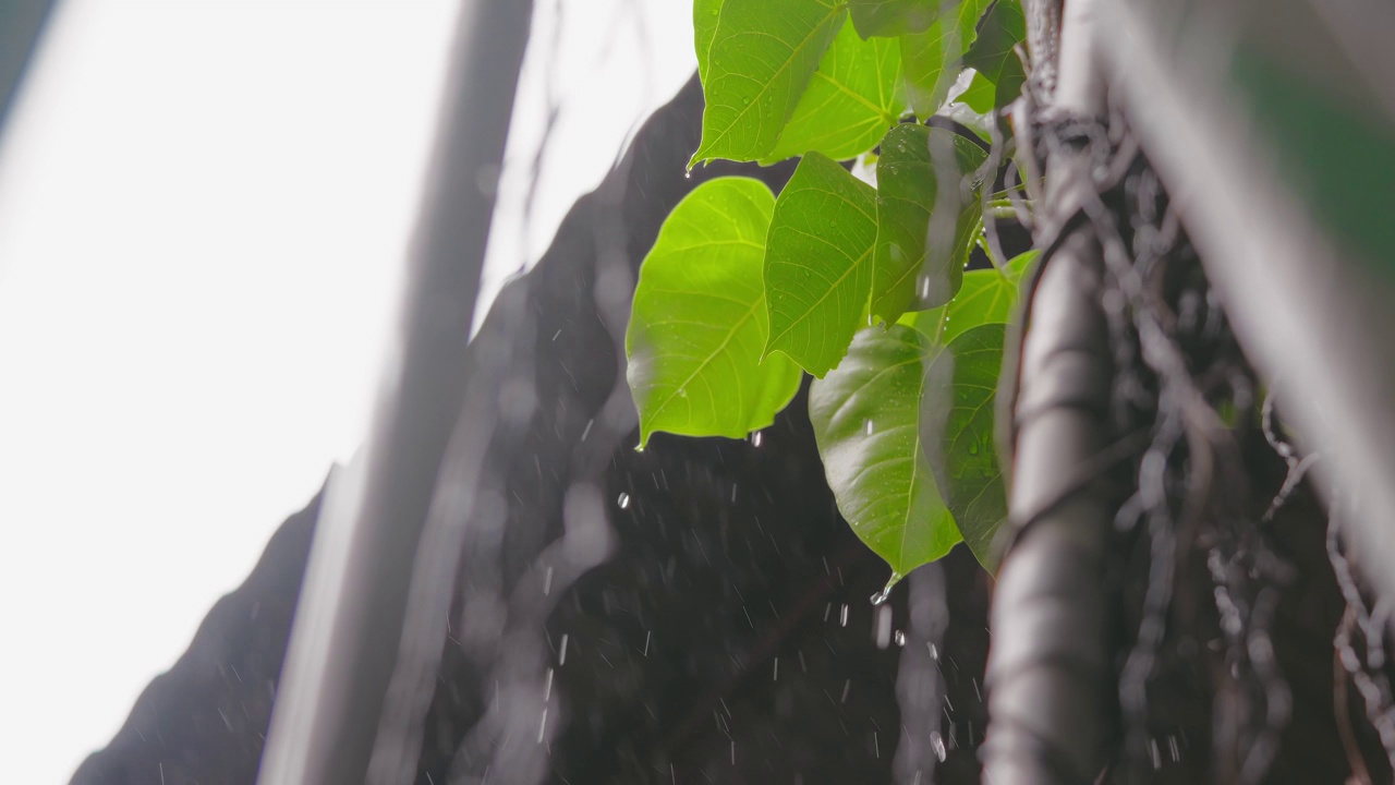 雨点落在布满管道的屋顶下生机勃勃的植物上视频素材