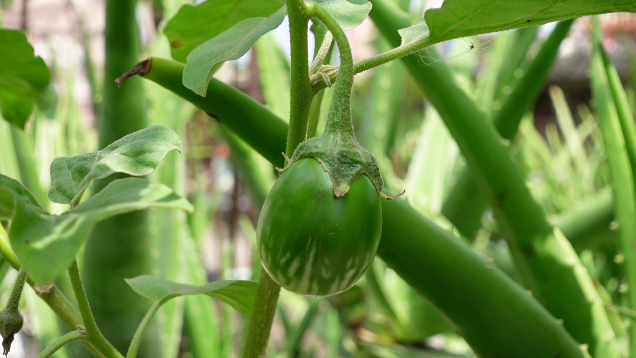 绿茄子挂在屋顶花园的树上。视频素材