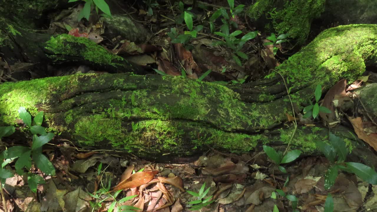 雨林中的溪流视频素材