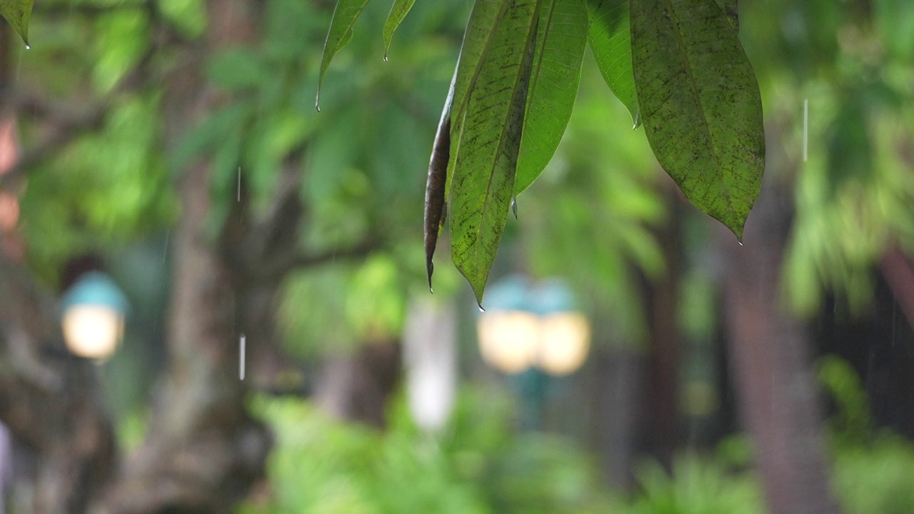 雨滴落在花园里的树叶上。视频下载