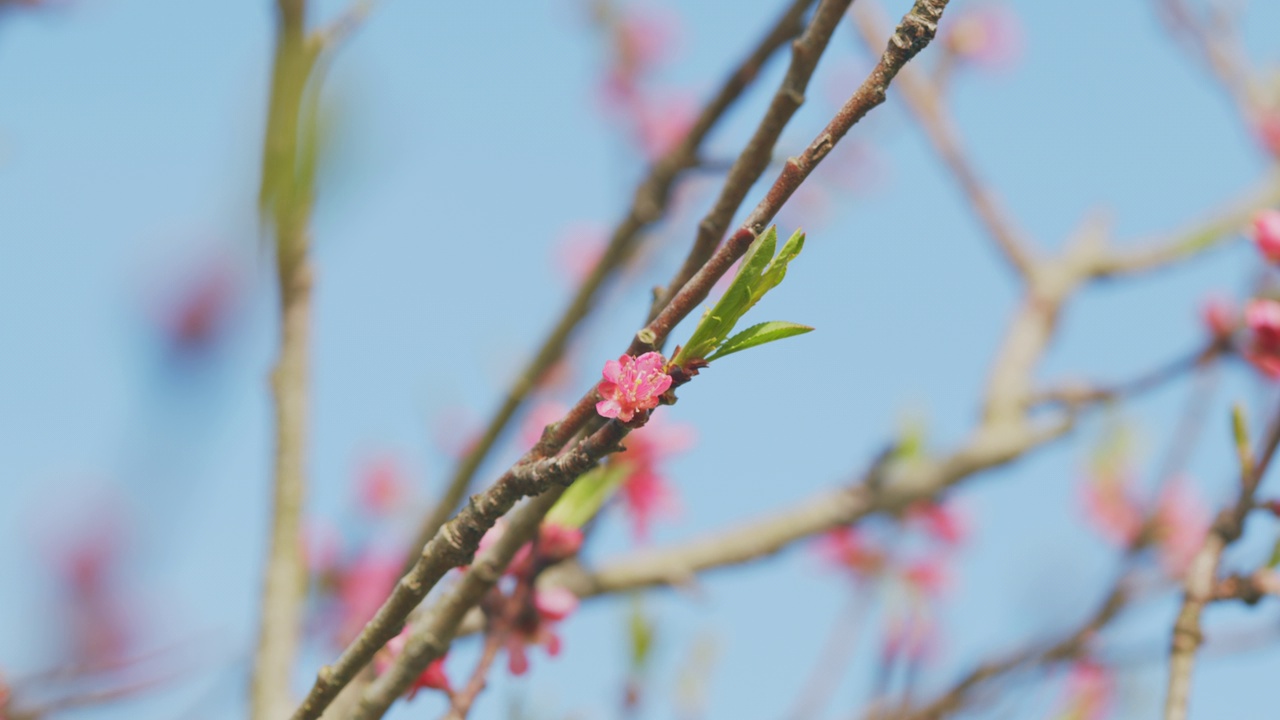 春天的大自然。杏花树的树枝背景。开花杏树。关闭了。视频素材