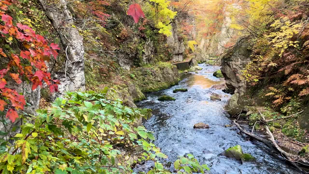 日本宫城县，流经鸣子峡谷的河流的秋景视频素材