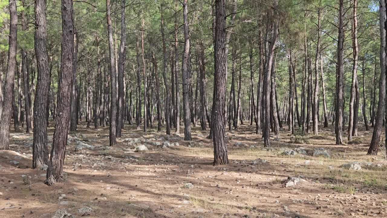 在茂密的松林中平行运动视频素材