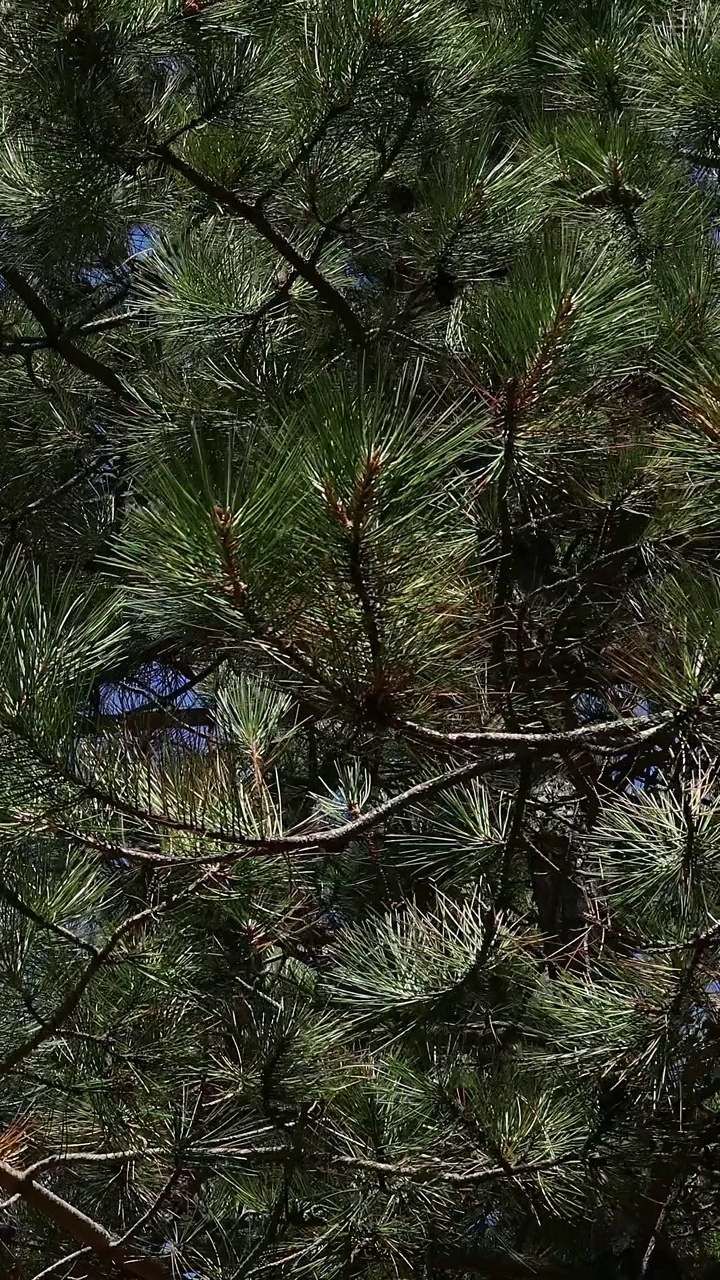 夏日微风中摇曳的松树和云杉树枝视频素材