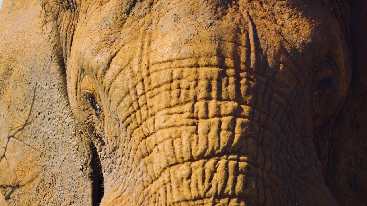 非洲丛林象(Loxodonta africana)的身体纹理特写。大象身体的宏观观视频素材