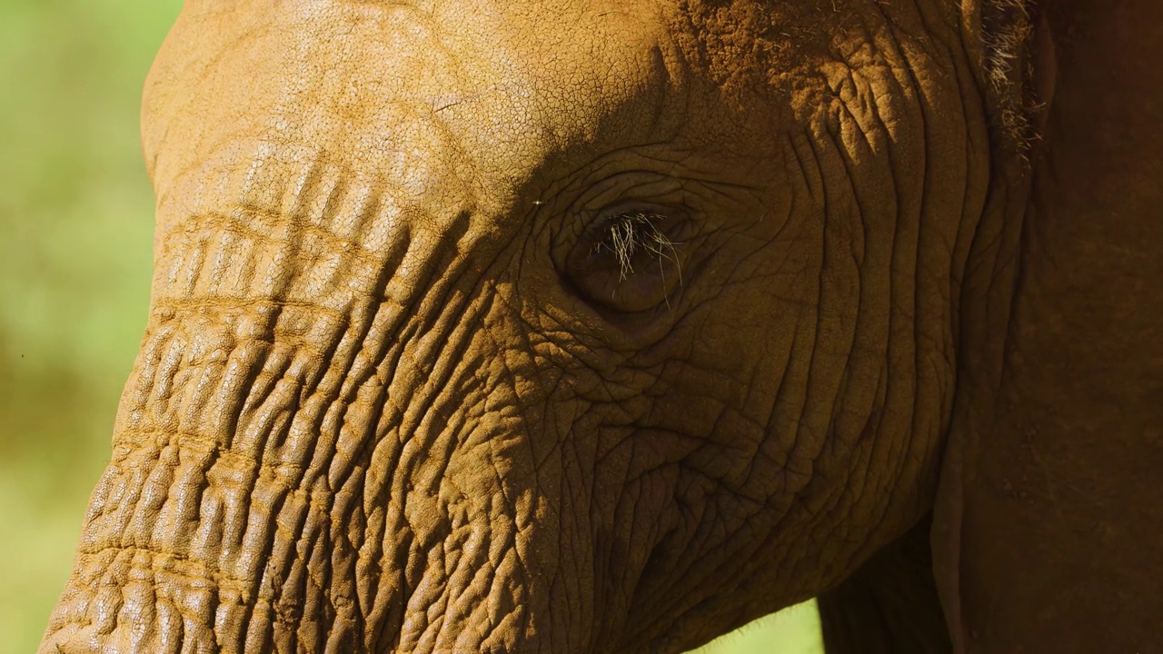 南非丛林象(Loxodonta africana)的眼睛和象牙特写视频素材