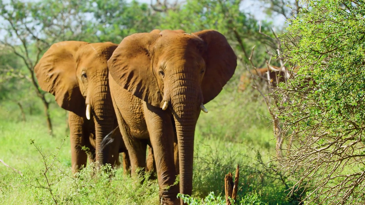 两只南非丛林象(Loxodonta africana)慢镜头走向镜头视频素材