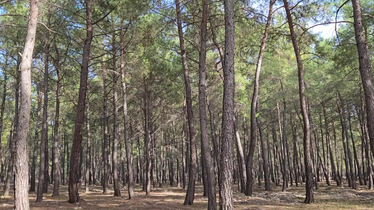 在茂密的松林中平行运动视频素材