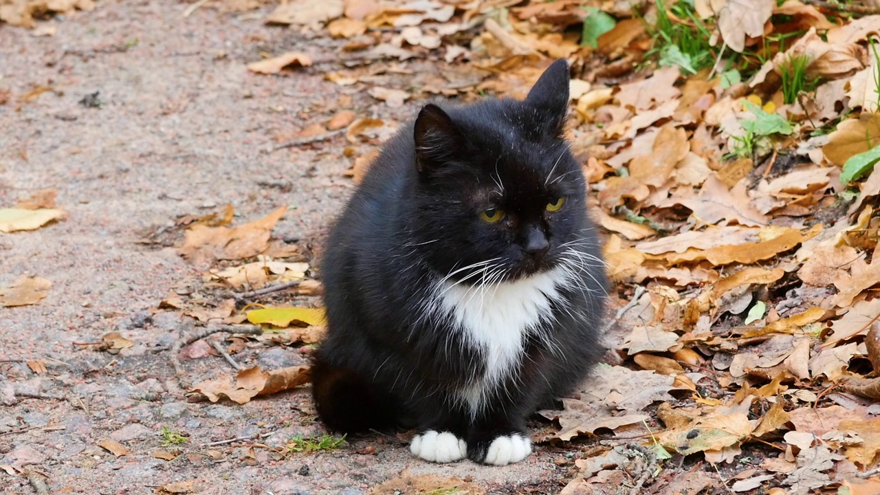 在一个阳光明媚的日子里，一只黑猫在秋天的公园里散步视频素材