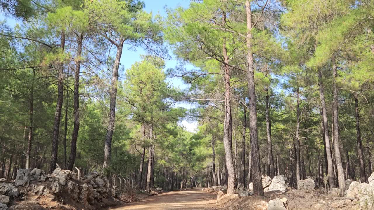 森林里的土路，晴朗晴朗的天气视频素材