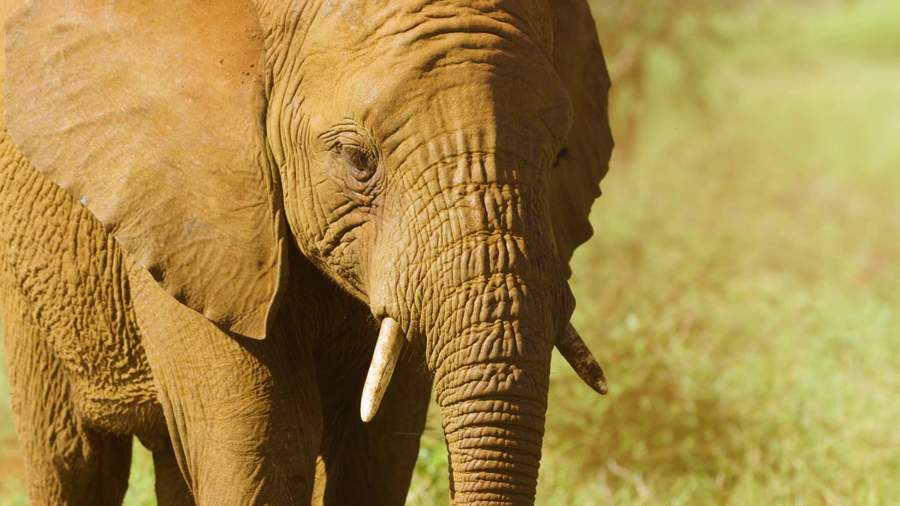 一只年轻的非洲丛林象(Loxodonta africana)正在吃灌木丛视频素材