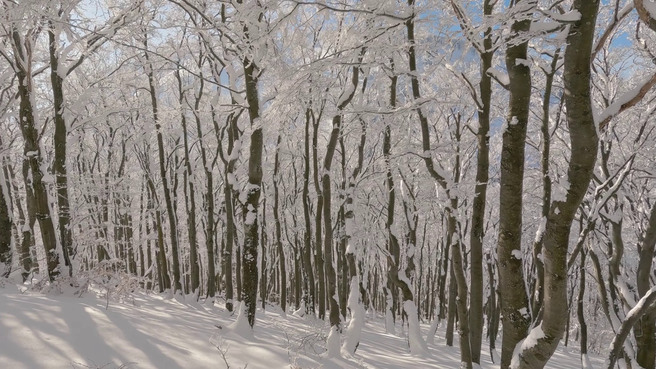 美丽的冬季森林与雪树在冰冻的自然背景视频素材