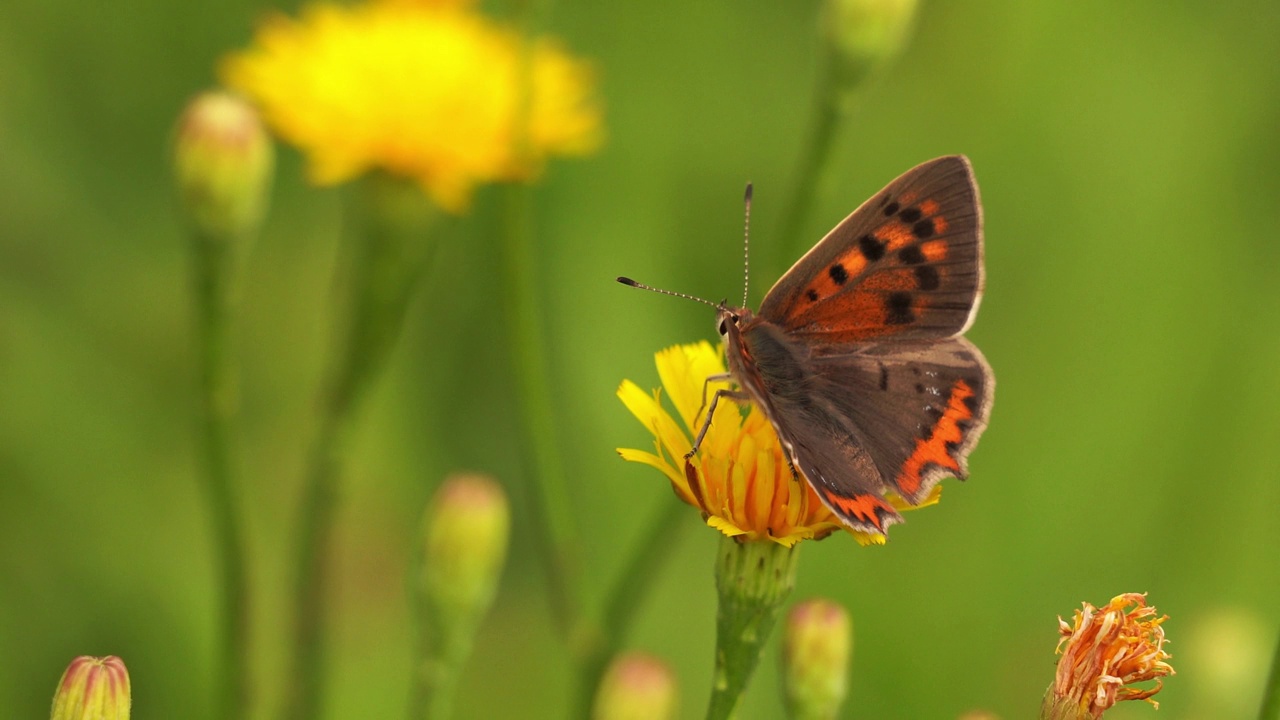 Lycaena phlaeas小铜美洲铜或普通铜坐在一个黄色的花视频素材