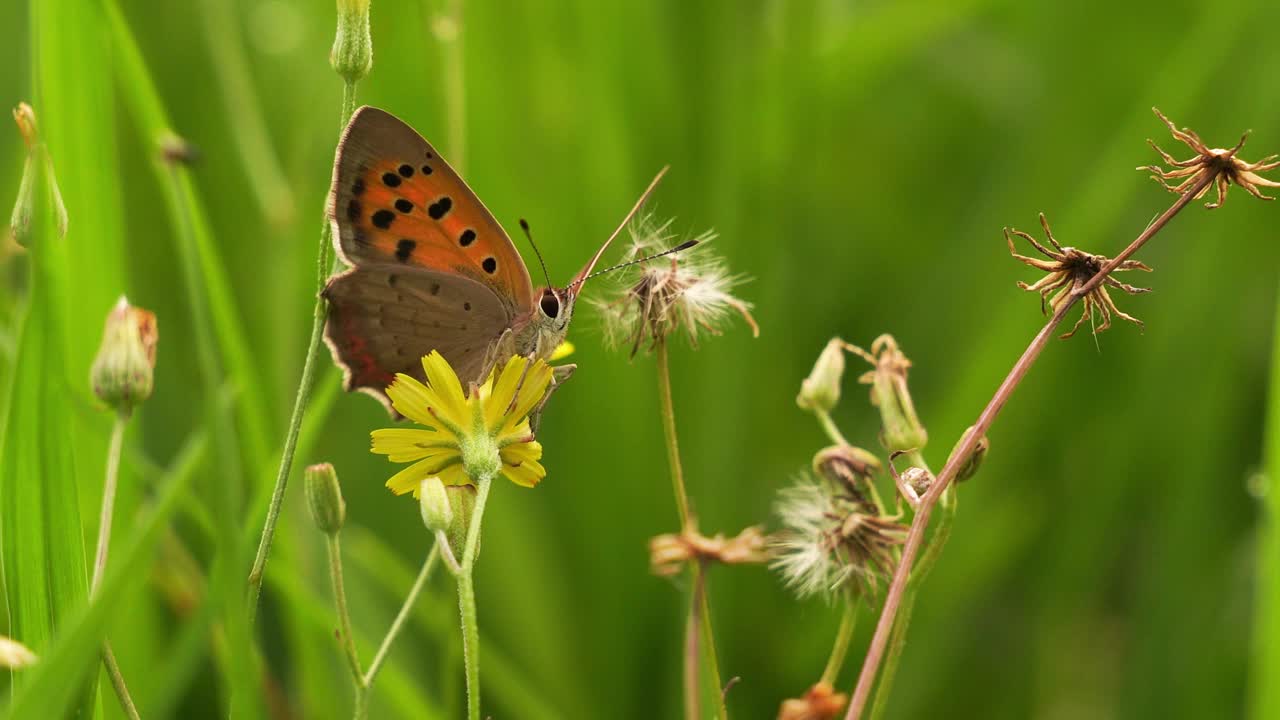 Lycaena phlaeas小铜美洲铜或普通铜坐在一个黄色的花视频素材