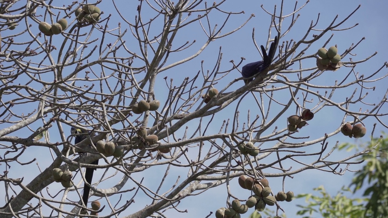 美丽的蓝色风信子金刚鹦鹉，Anodorhynchus hyacinthinus，沿着通往巴西Jofre港的trantaneira路线，爬过地球上最大的沼泽地区潘塔纳尔的树木。视频素材