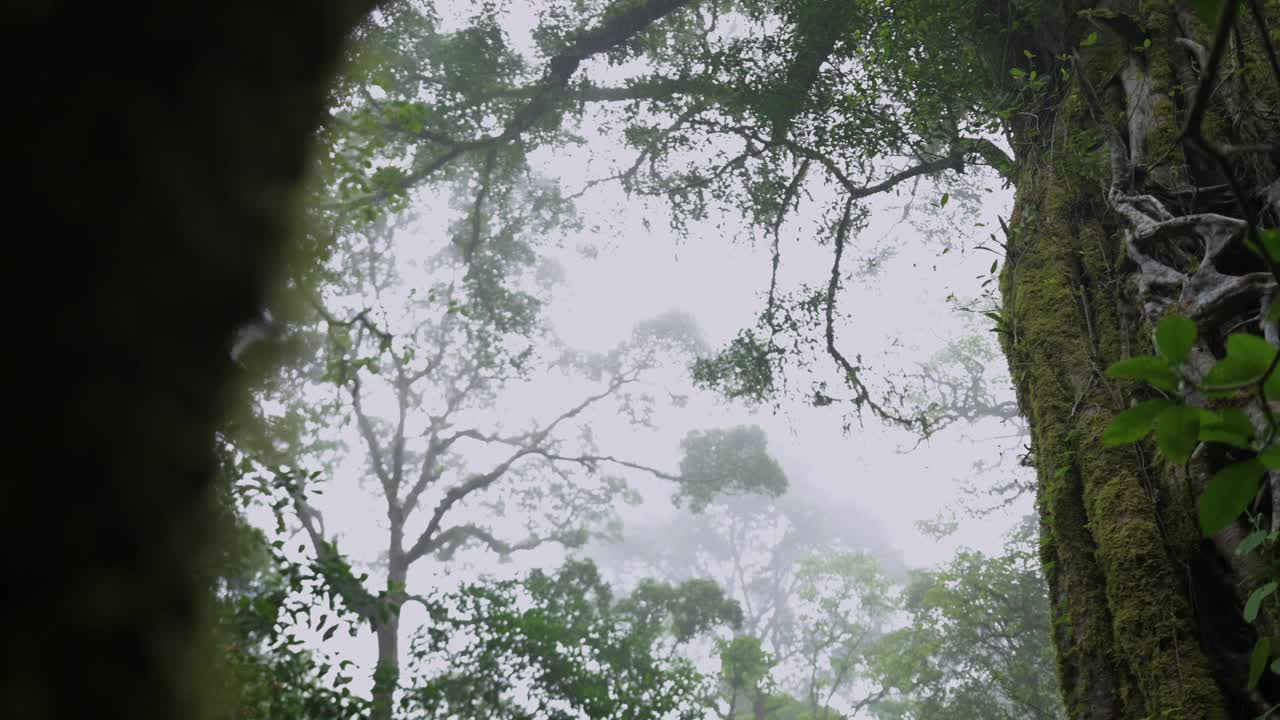 无人机拍摄的巴厘岛。热带森林内部。雨林的自然背景视频素材