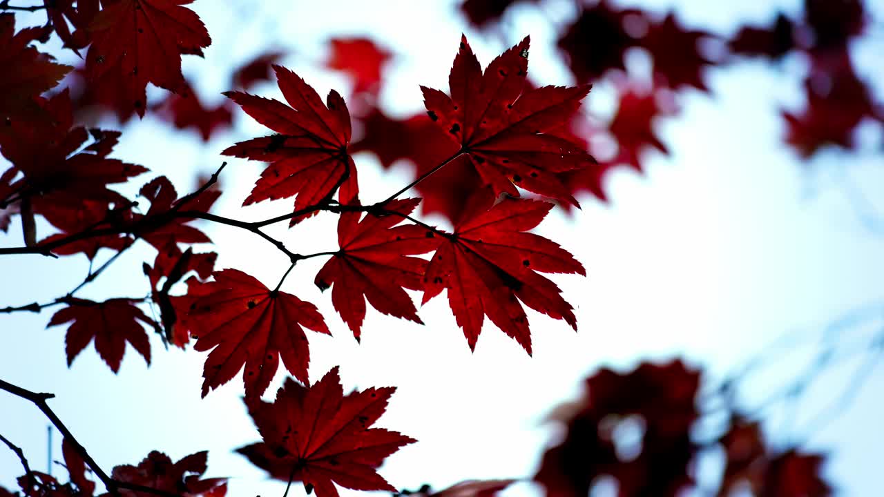 日本的秋景。秋叶在阳光下闪闪发光，在风中摇摆。视频素材