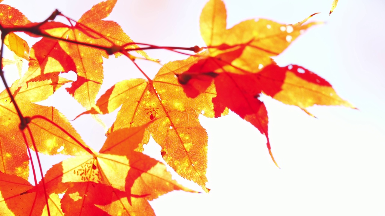 日本的秋景。秋天的树叶在阳光下闪闪发光，白色的背景视频素材