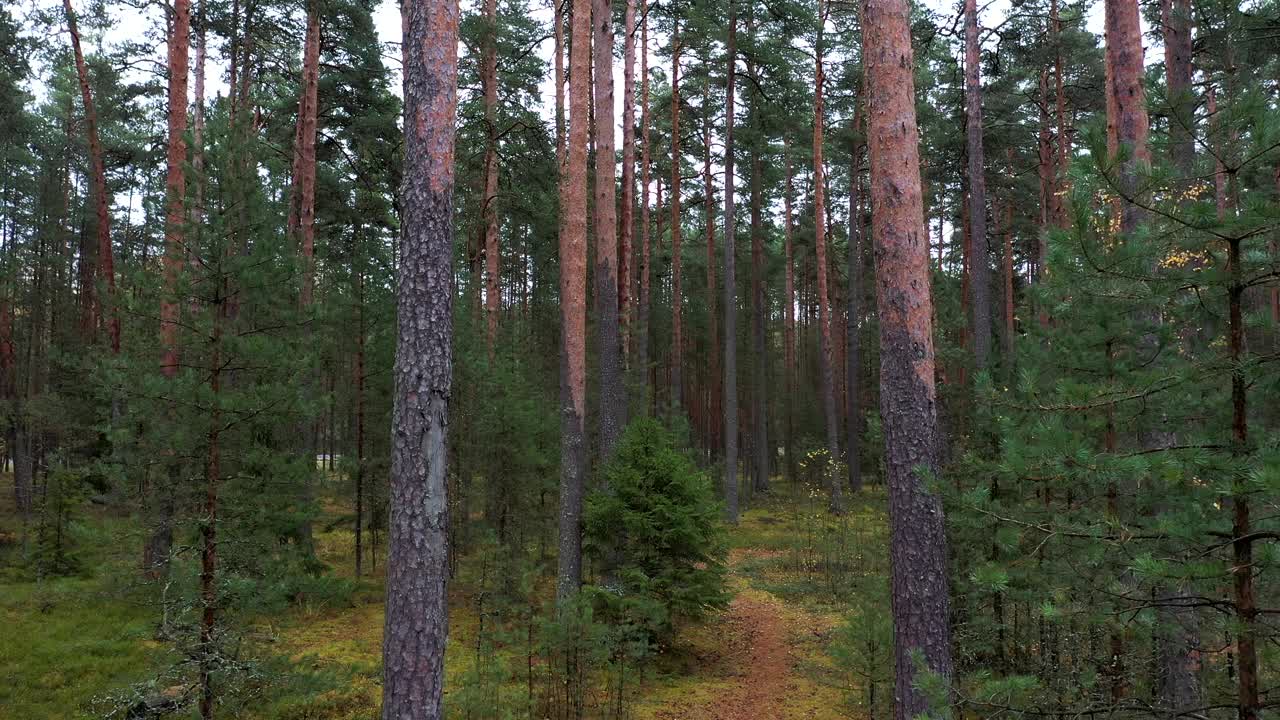 秋天的松林在树荫间飞舞。自然背景。视频素材