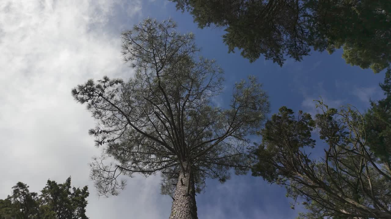 森林中绿色树木顶部的底部视图，圆形相机旋转，自然视频素材