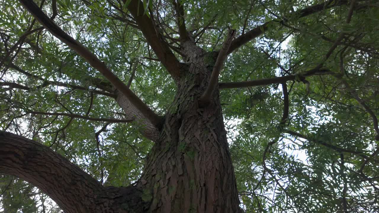 森林中绿色树木顶部的底部视图，圆形相机旋转，自然视频素材