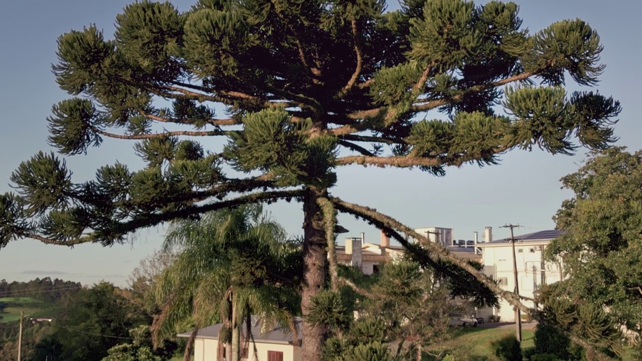 巴西松树(Araucaria angustifolia) - Farroupilha，里约热内卢Grande do Sul，巴西视频下载