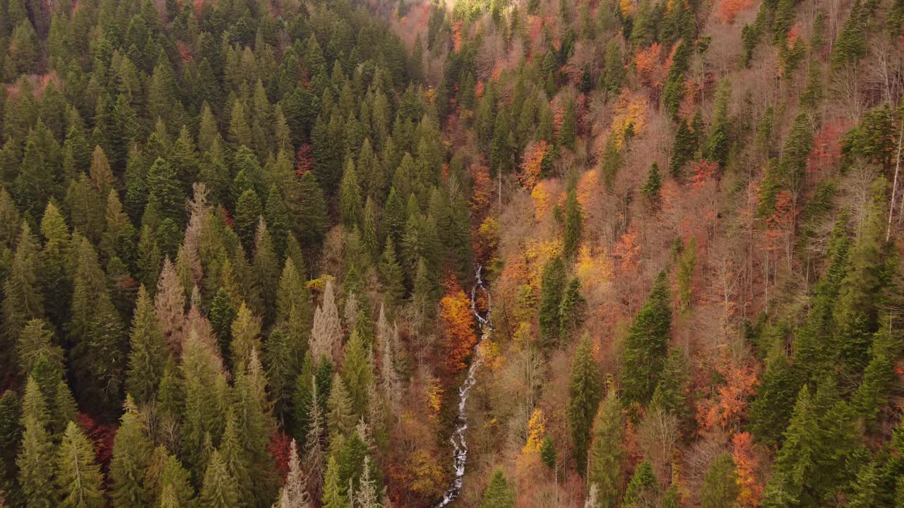 山间秋林鸟瞰图。从上面俯瞰全景。视频素材