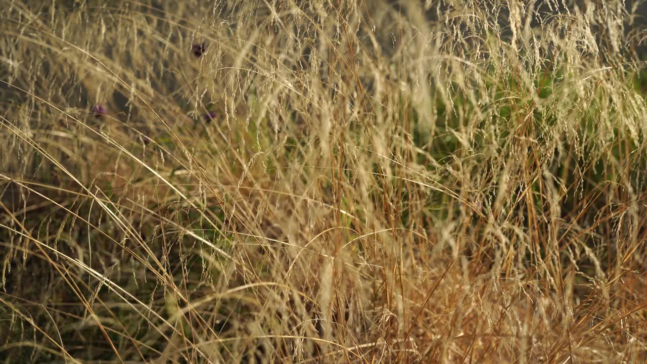 室外干燥的芦苇。米色枯草花，草本植物视频下载