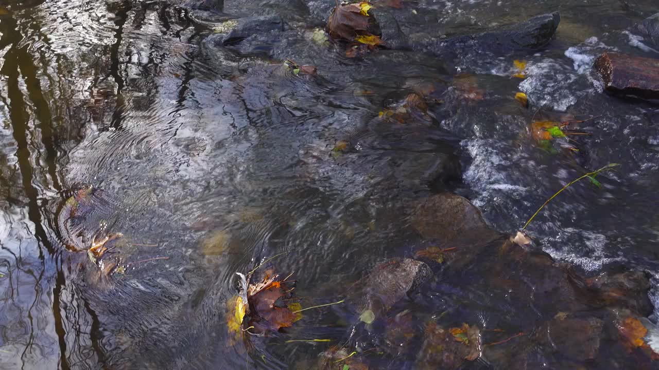 黄色的枫叶漂浮在水面上。视频下载