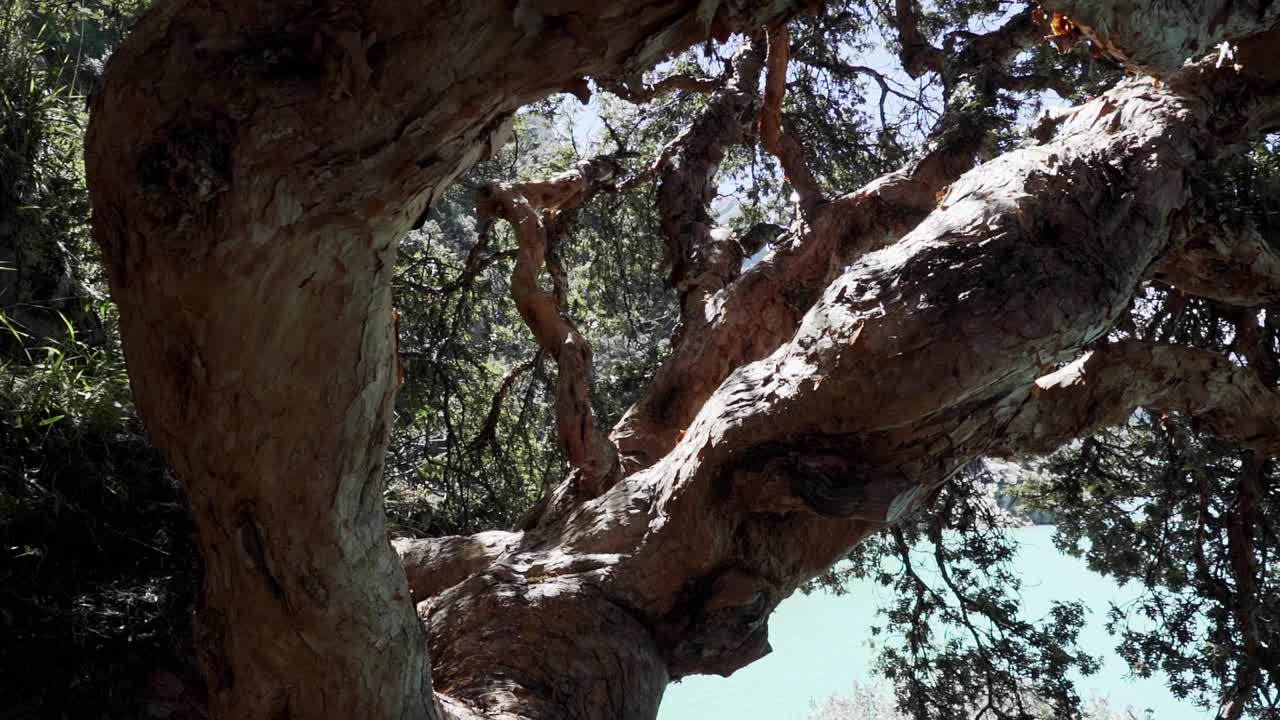 在秘鲁华斯卡兰的科迪勒拉白卡山脉的安第斯山脉上，一棵古老的弯曲的树矗立在拉古纳帕隆湖美丽的绿松石般的湖水旁，山顶和冰川被白雪覆盖视频素材