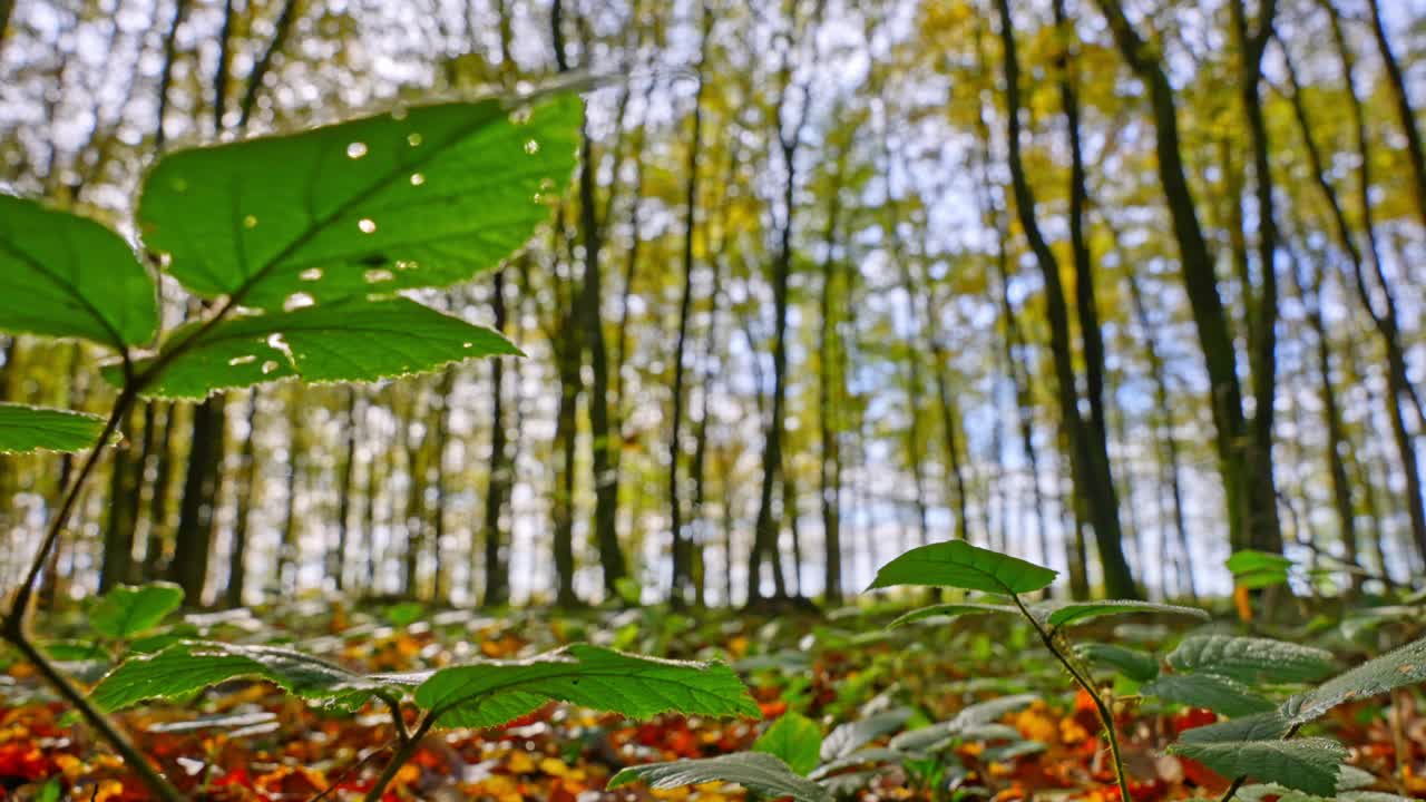 从白天到日落的过渡拍摄，美丽的植物和树木在秋天的森林视频素材