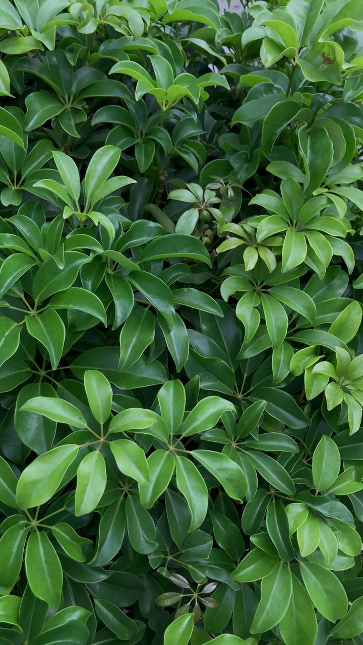 热带花园中的植物视频素材