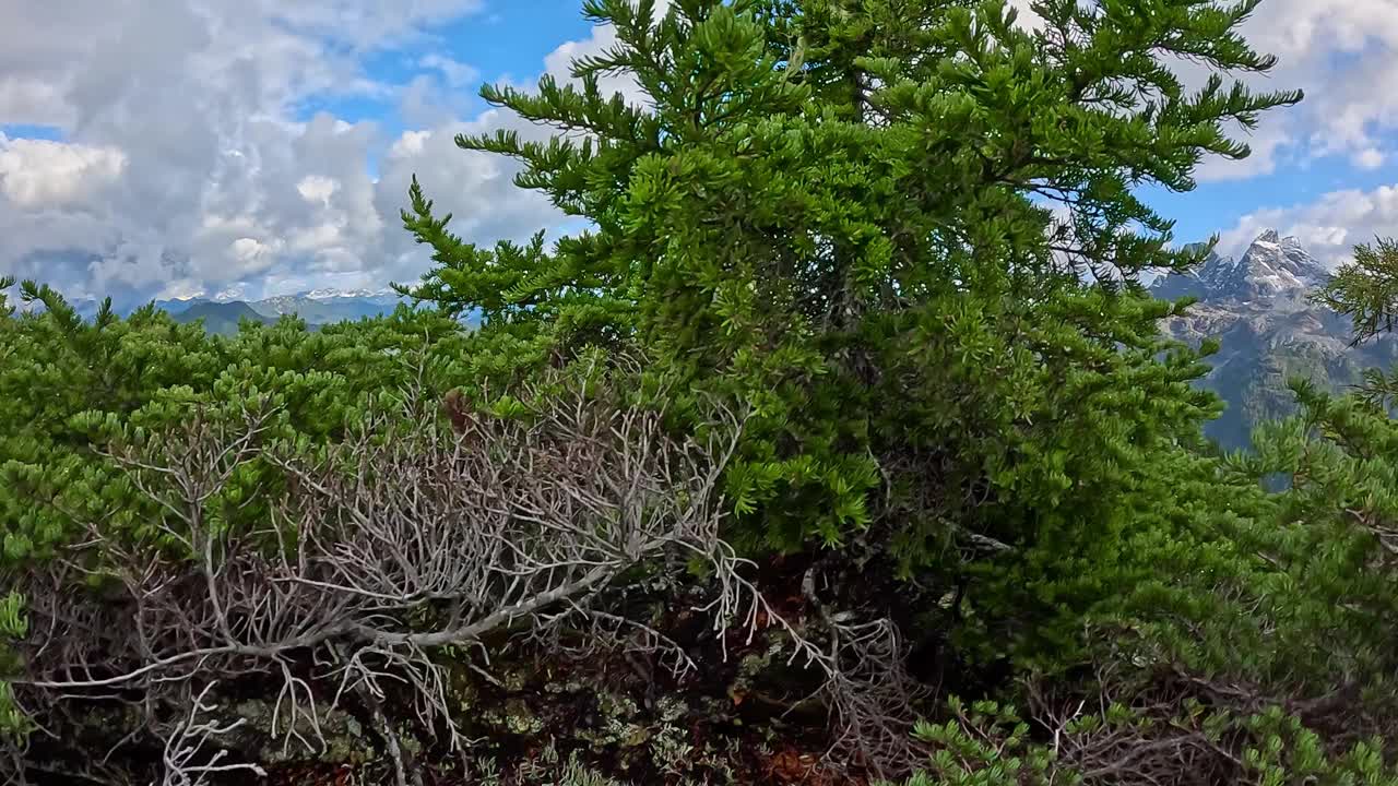 加拿大山地景观和充满活力的绿树。秋天的季节。视频素材