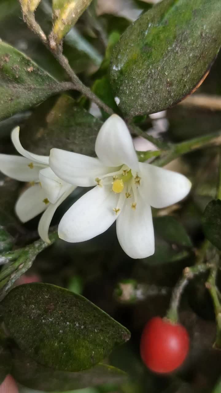 九里香视频素材