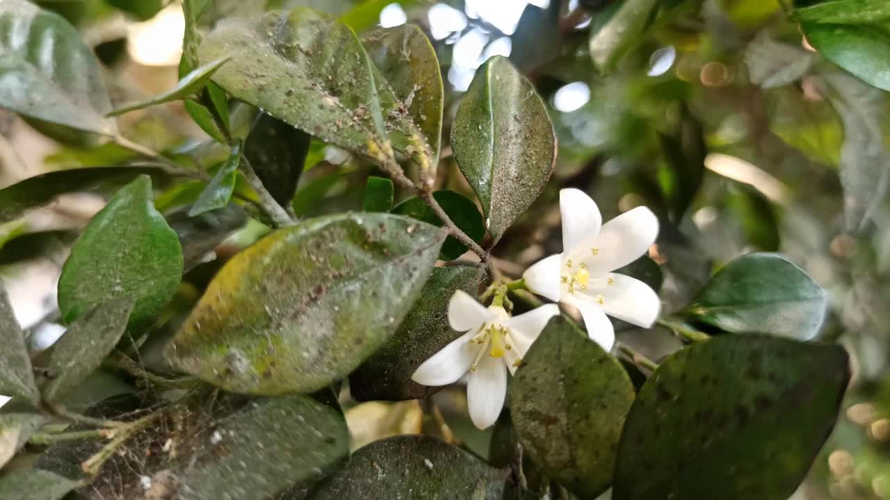 九里香视频素材