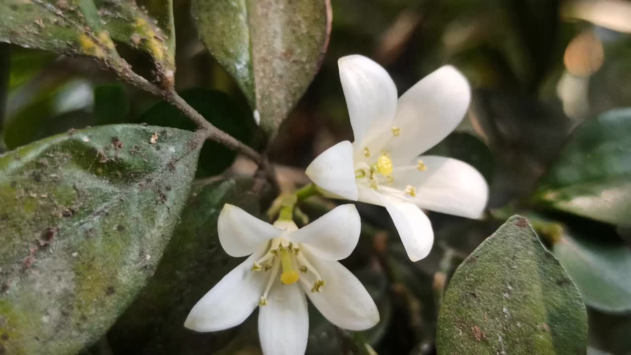 九里香视频素材