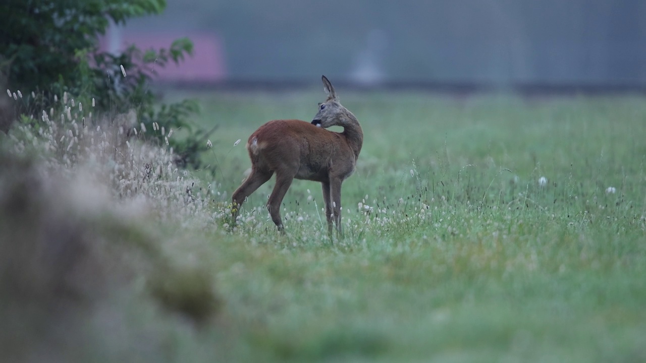 鹿(学名:Capreolus Capreolus)视频素材