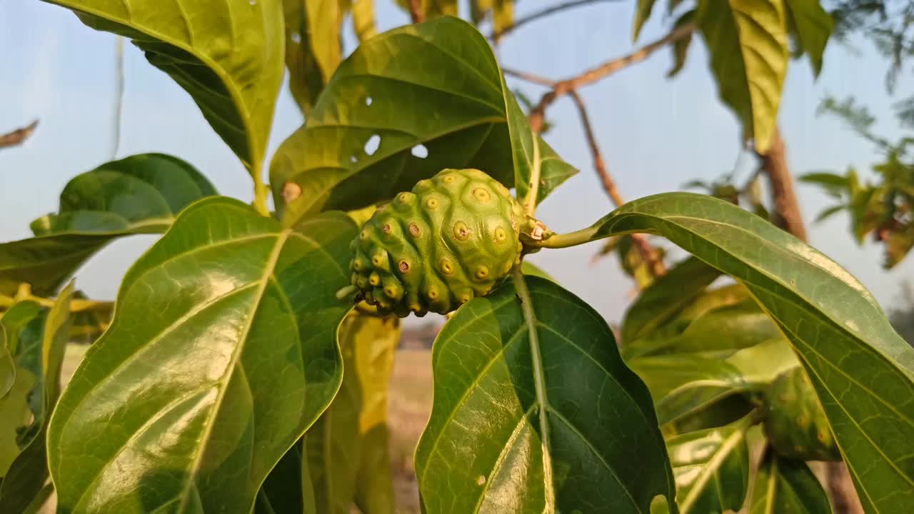 诺丽果汁的水果视频素材