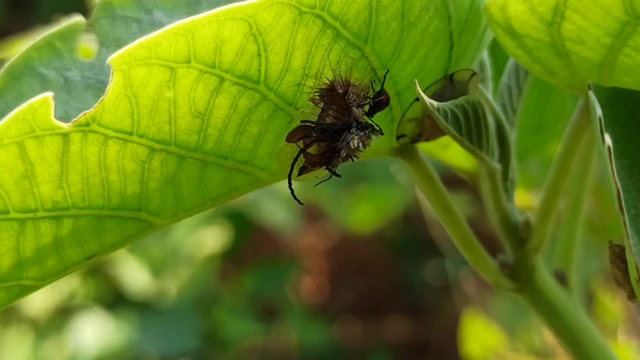 小昆虫视频素材