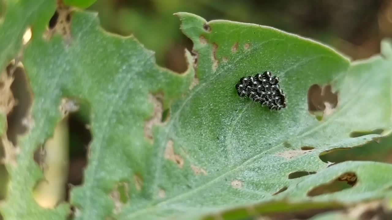 小昆虫视频素材