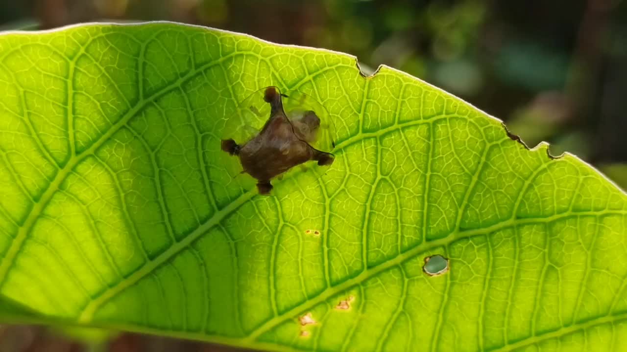 小昆虫视频素材