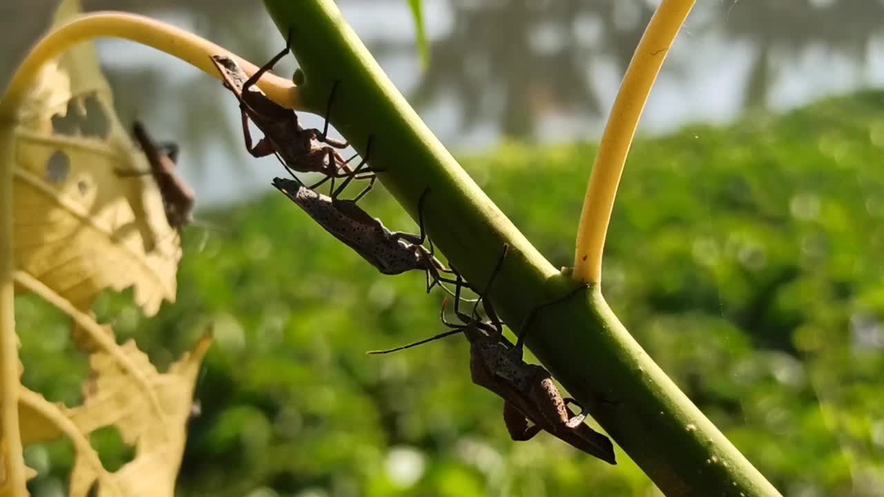 小昆虫视频素材