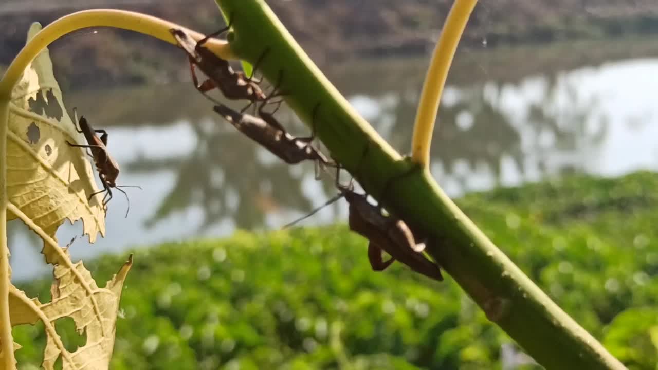 小昆虫视频素材