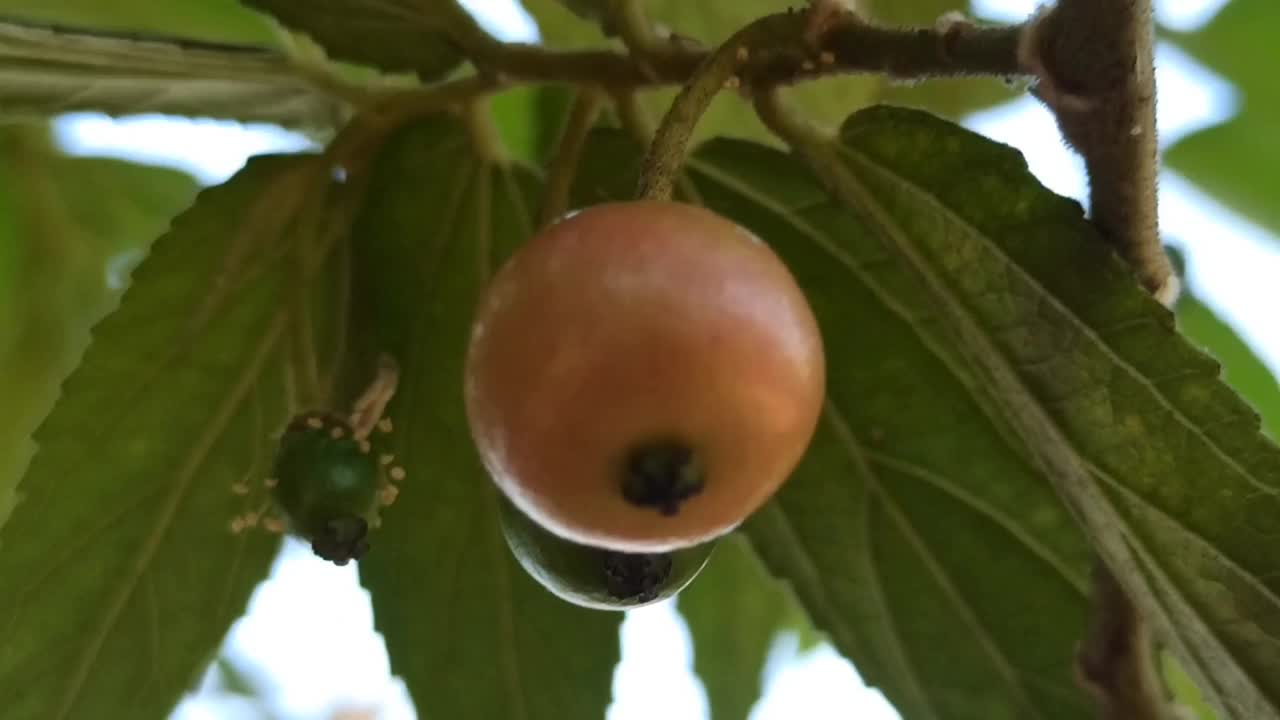 樱桃的水果视频素材