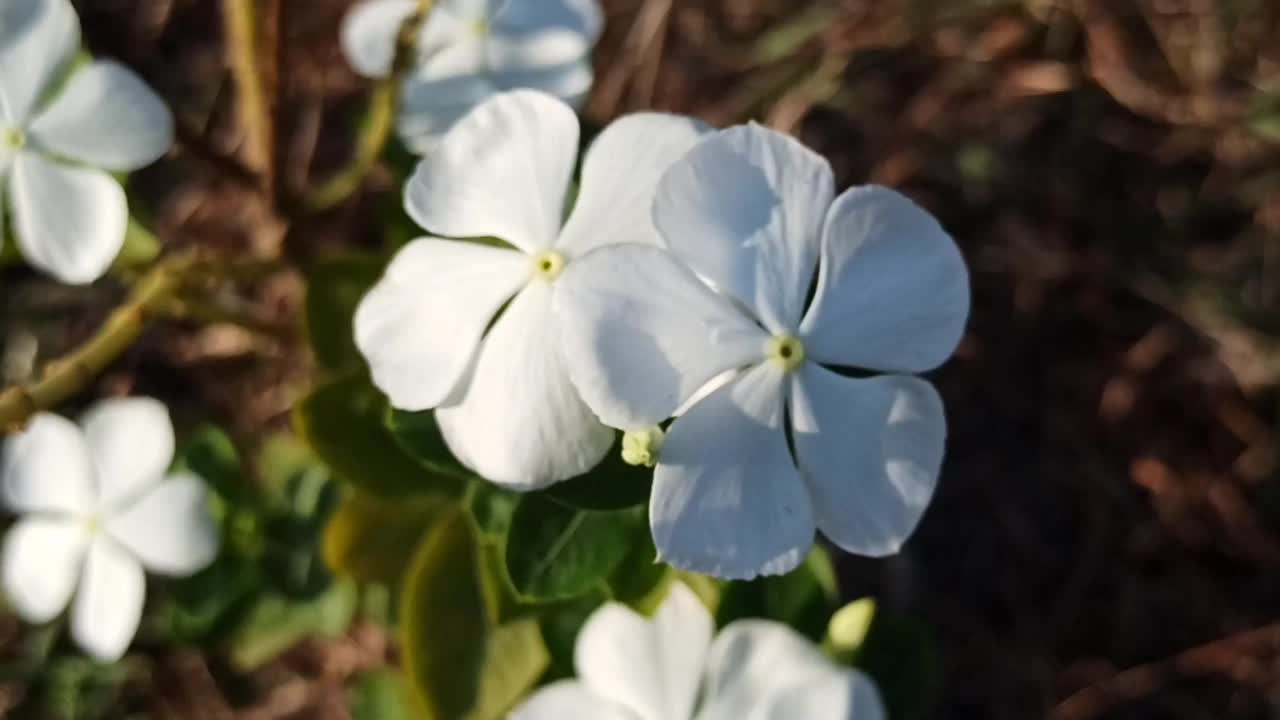 白色的玉黍螺视频素材