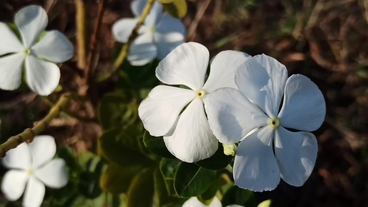 白色的玉黍螺视频素材